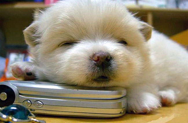 cellphonesleepingdog