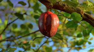 noah forbidden fruit