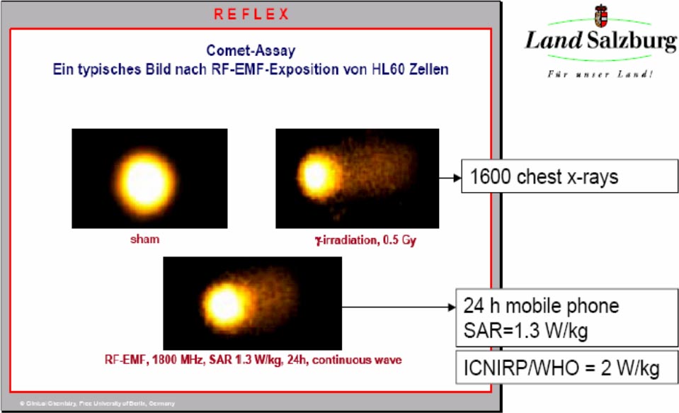 comet assays